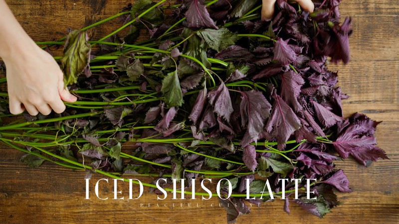 [no Music] How To Make Iced Shiso Latte